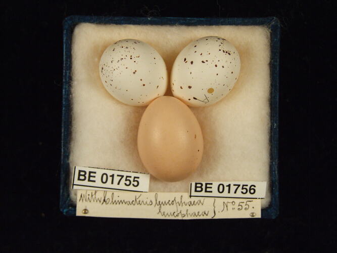 Three bird eggs with specimen labels in box.