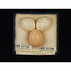 <em>Cuculus pallidus</em>