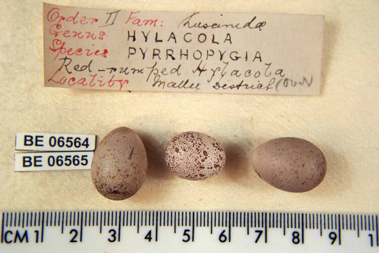 Three bird eggs with specimen labels beside ruler.