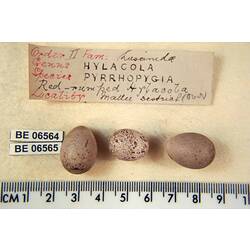 <em>Chalcites basalis</em> (Horsfield, 1821)