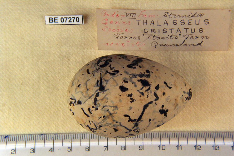 Bird egg with specimen labels beside ruler.