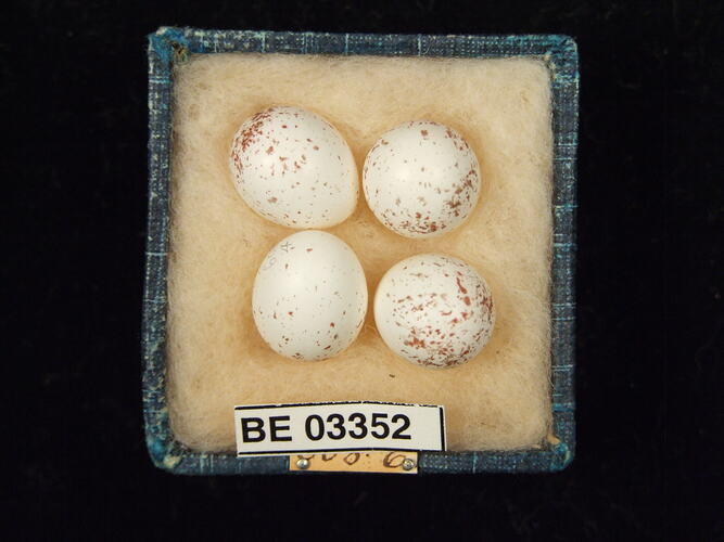 Four bird eggs in box with labels.