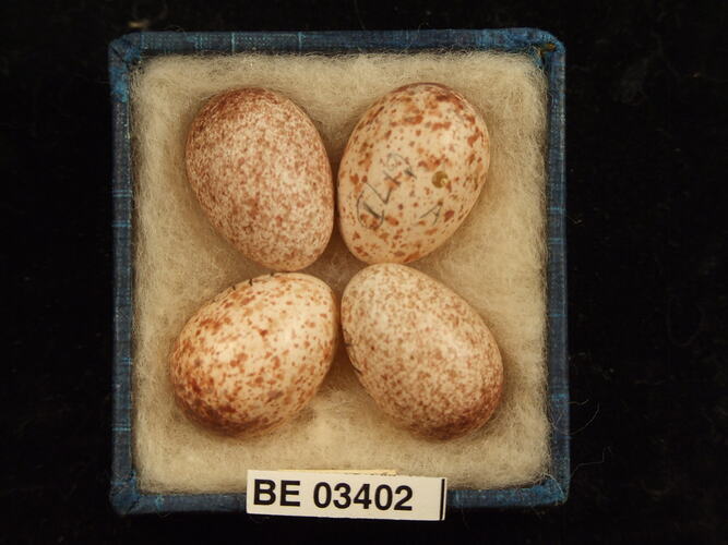 Four bird eggs in box with labels.