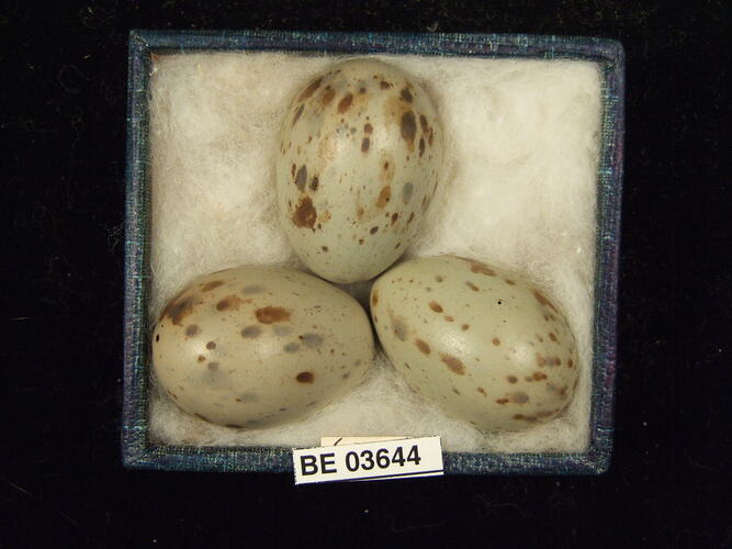 Three bird eggs in box with specimen labels.