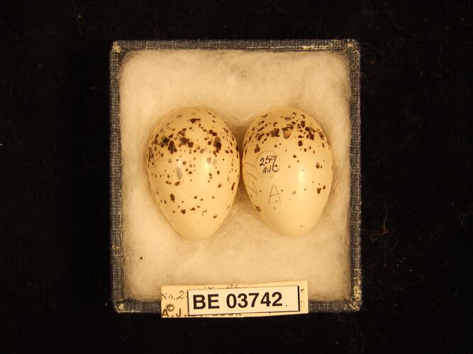 Two bird eggs in box with specimen labels.