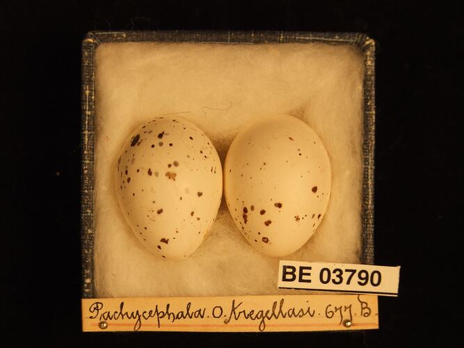 Two bird eggs in box with specimen labels.