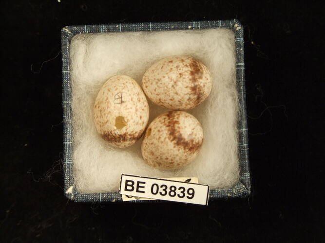 Three bird eggs in box with specimen labels.