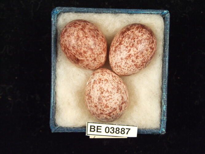Three bird eggs in box with specimen labels.