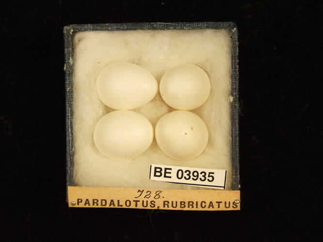 Four bird eggs in box with specimen labels.
