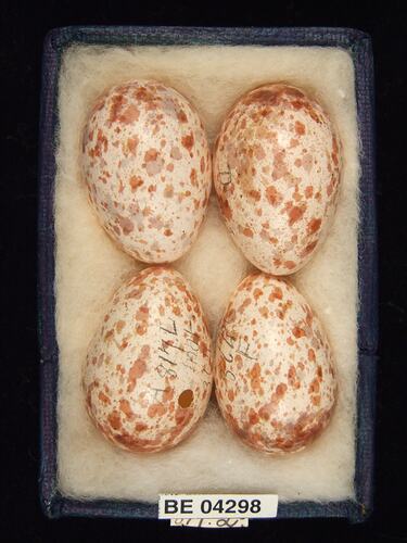 Four bird eggs in box with specimen labels.