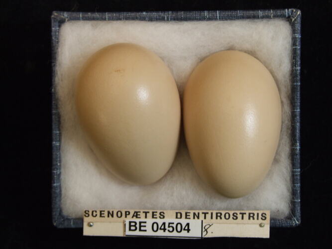 Two bird eggs with specimen labels in box.