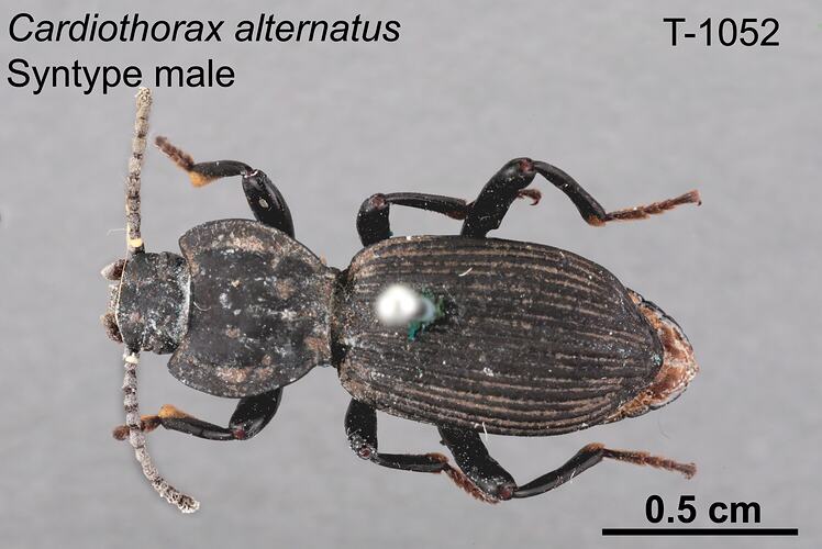 Beetle specimen, male, dorsal view.