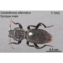 Beetle specimen, male, dorsal view.