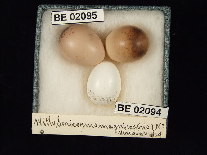 Three bird eggs with specimen labels in box.