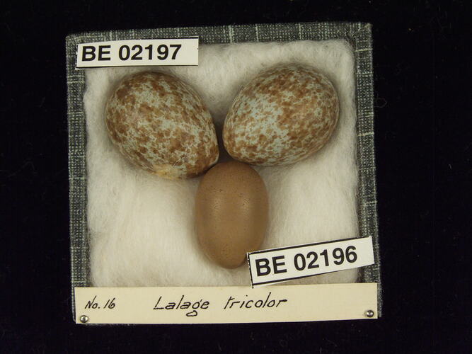 Three bird eggs with specimen labels in box.