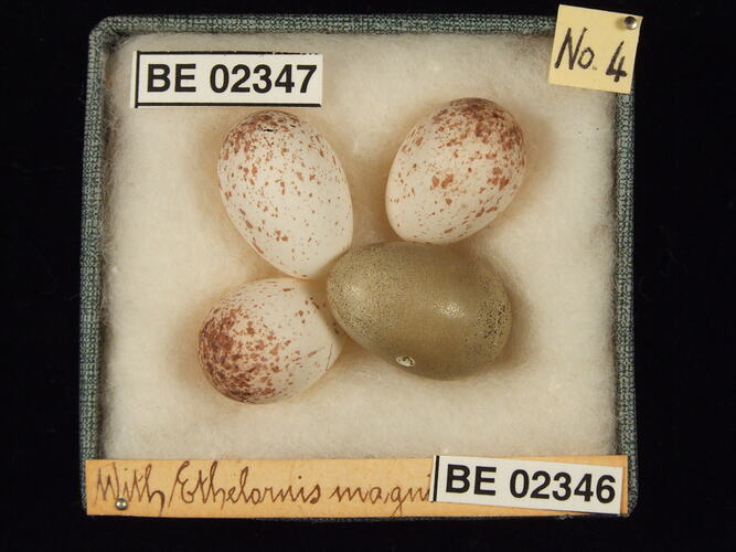 Four bird eggs with specimen labels in box.