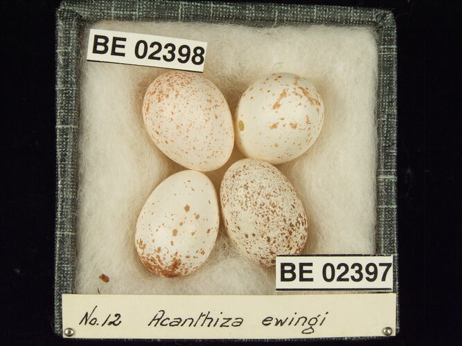 Four bird eggs with specimen labels in box.