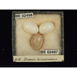 <em>Chalcites basalis</em> (Horsfield, 1821)