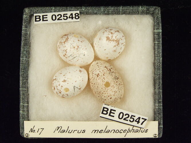 Four bird eggs with specimen labels in box.