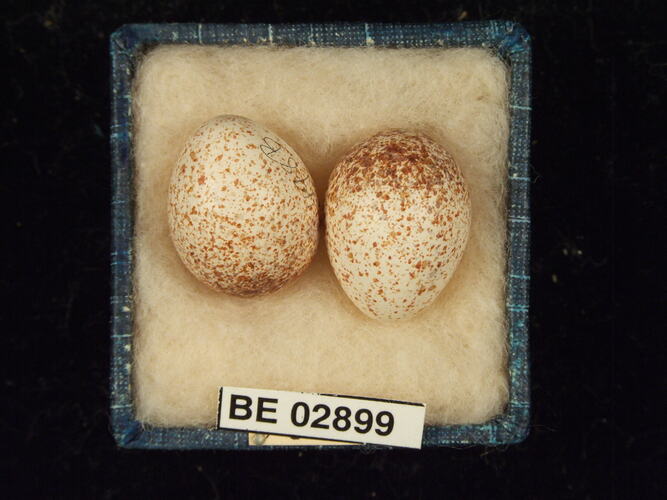 Two bird eggs with specimen label in box.