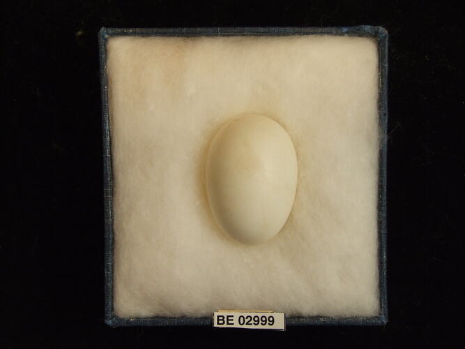 Bird egg with specimen label in box.