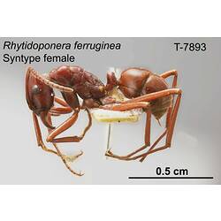 Ant specimen, female, lateral view.