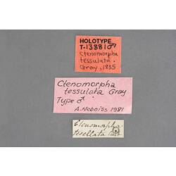 Entomology type specimen labels.