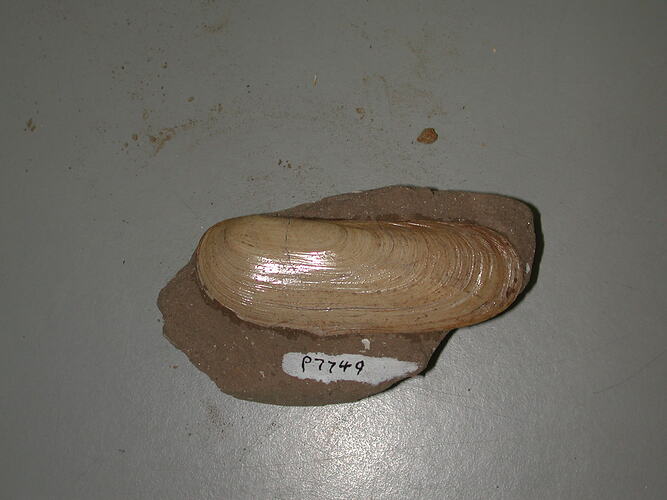 <em>Zenatiopsis angustata</em>, fossil bivalve.  Registration no. P 7749.