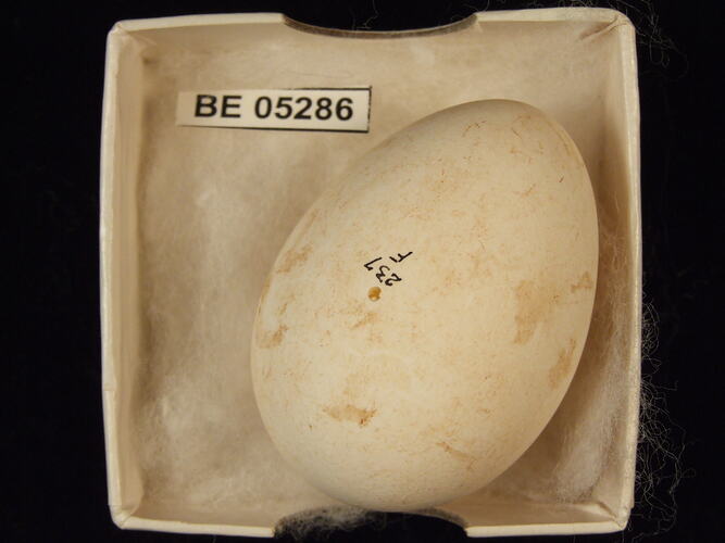 Bird egg with specimen label in box.