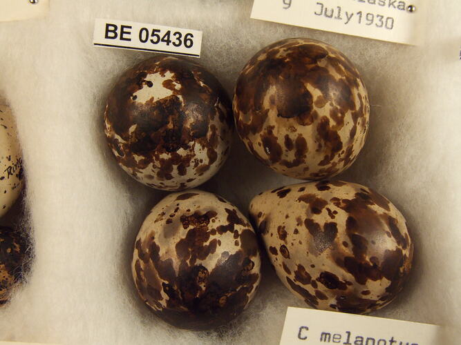 Close up of four bird eggs with specimen labels.