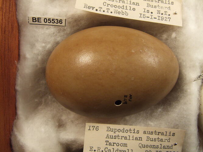 Close up of bird egg and specimen label.