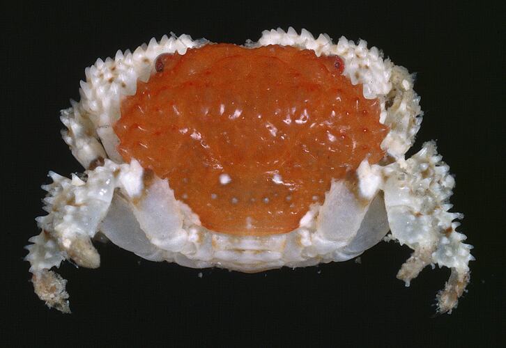 Red and white crab viewed from above.
