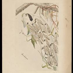 Imperial White Butterfly, Delias harpalyce. Drawing.