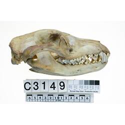 Side view of Thylacine skull.