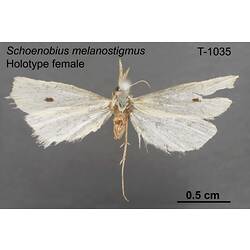 Moth specimen, female, dorsal view.