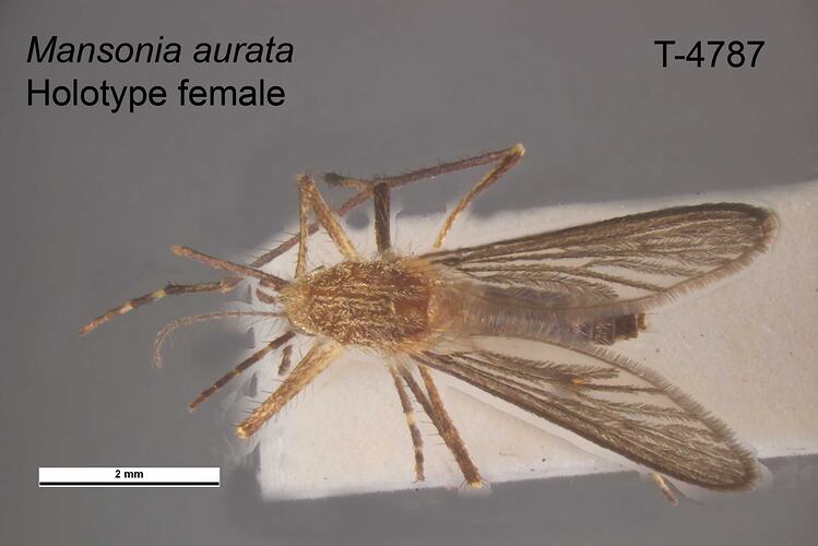 Mosquito specimen, female, dorsal view.