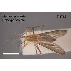 Mosquito specimen, female, dorsal view.