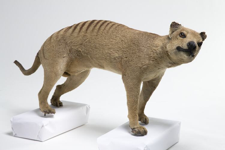 Taxidermied thylacine specimen viewed from side.