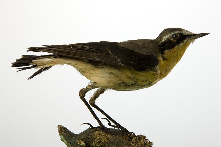 <em>Oenanthe oenanthe leucorhoa</em>, Northern Wheatear, mount.  Registration no. 58195.