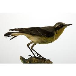 <em>Oenanthe oenanthe leucorhoa</em>, Northern Wheatear, mount.  Registration no. 58195.