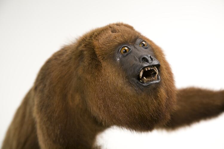 Mounted brown monkey specimen.