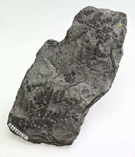 Dark plant fossil on grey rock.