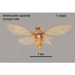 Cicada specimen, male, dorsal view.