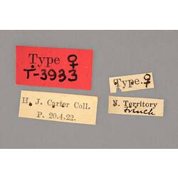 Entomology type specimen labels.