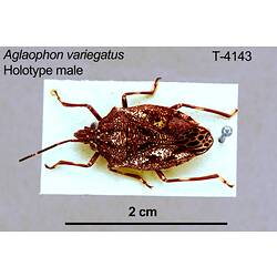 <em>Aglaophon variegatus</em> Gross, 1976