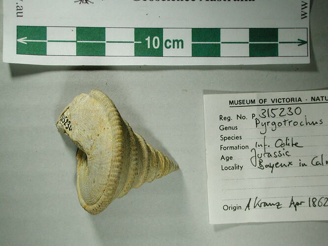 <em>Pleurotomaria circumsulcata</em>, fossil gastropod.  Registration no. P 315230.