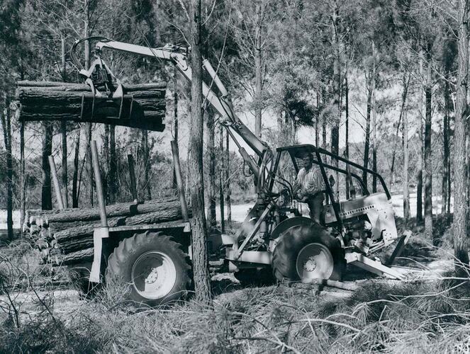 Man operating a Treever and is loading the trailer section with pine logs.