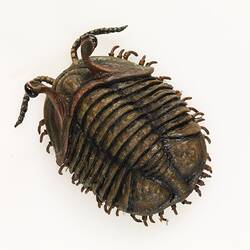 Model of trilobite, dorsal view.