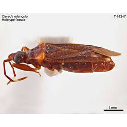 Bug specimen, female, lateral view.