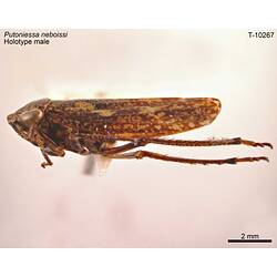 Leafhopper specimen, male, lateral view.